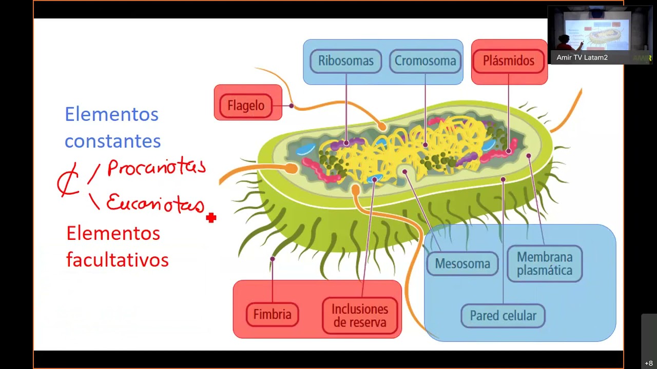ENARM 2021 Infectología REVISIÓN DE TEMAS