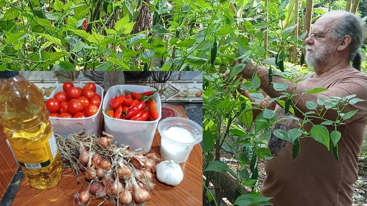 Molho de Pimenta Dedo de Moça na roça