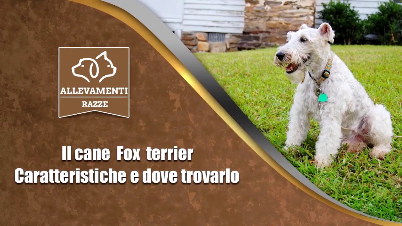 Il cane Fox terrier
