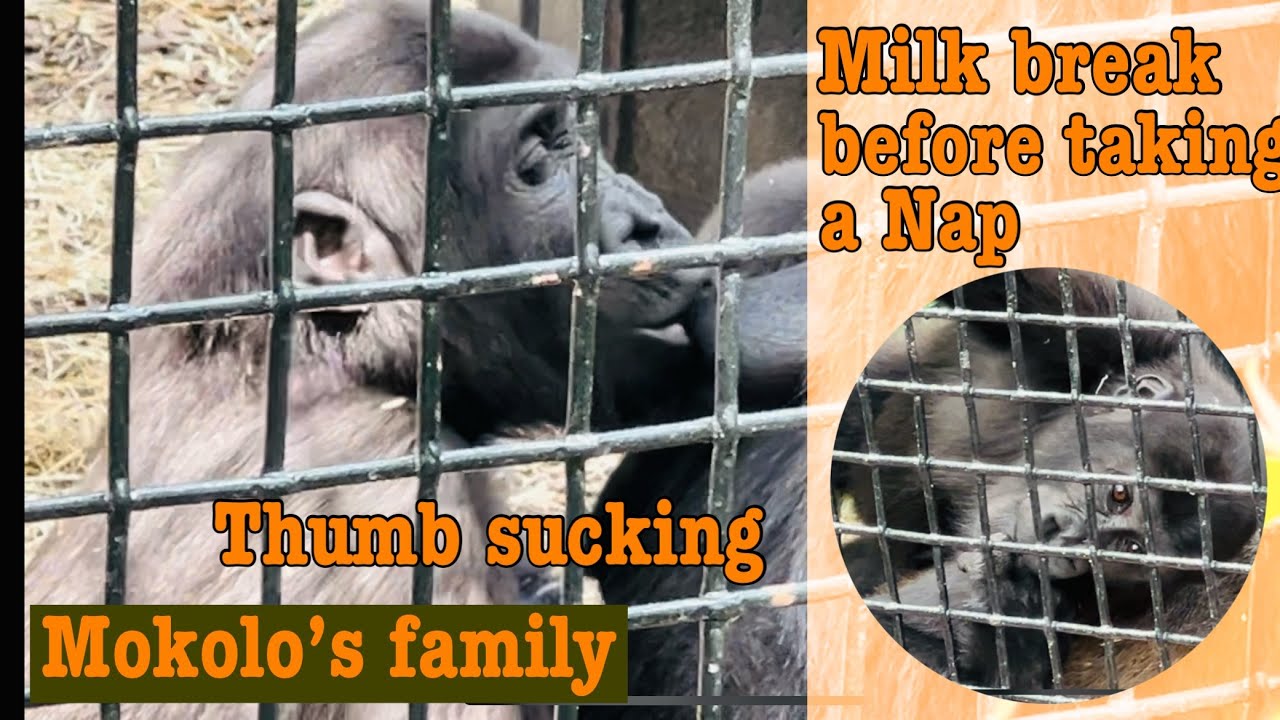 Mokolo’s family - Infant Gorilla Kayembe sucking thumb and having Milk Breaks with Adoptive Mother.