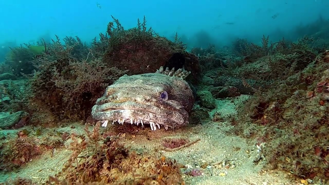 Scuba Diving - Baía da Armação, Sesimbra