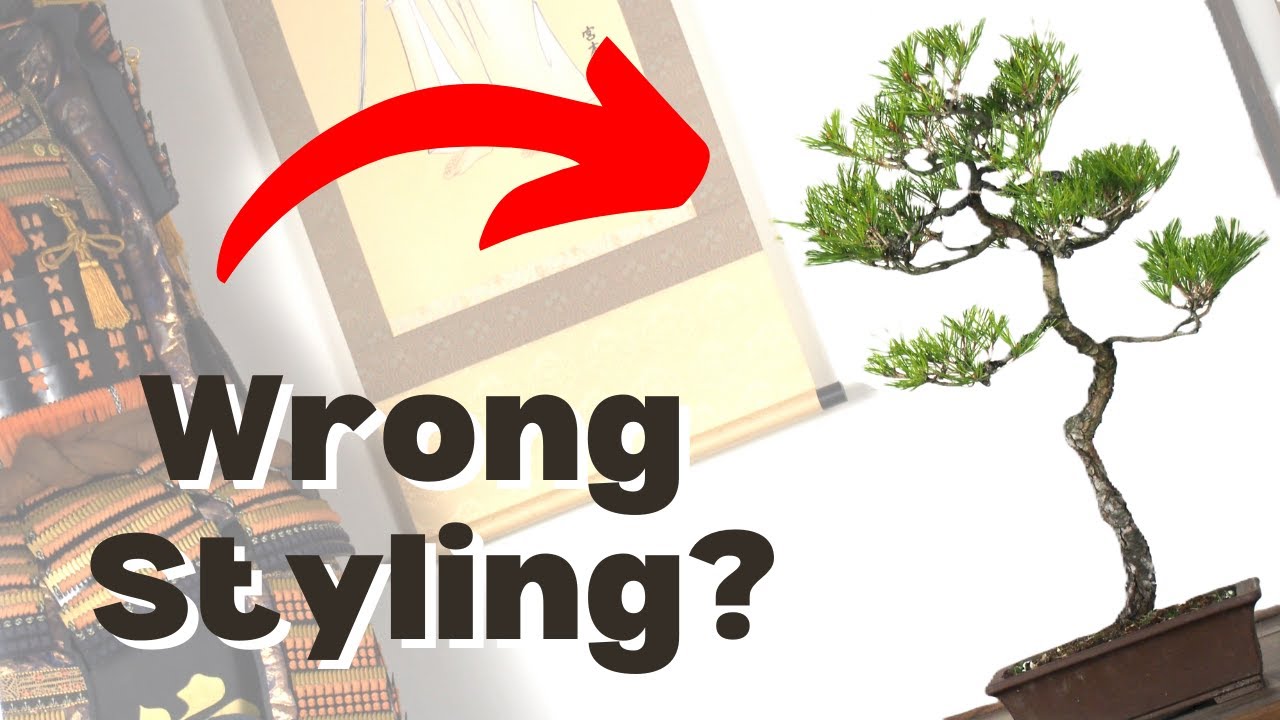 5 Pitfalls of Bunjin Style Pine Bonsai That You Should Avoid