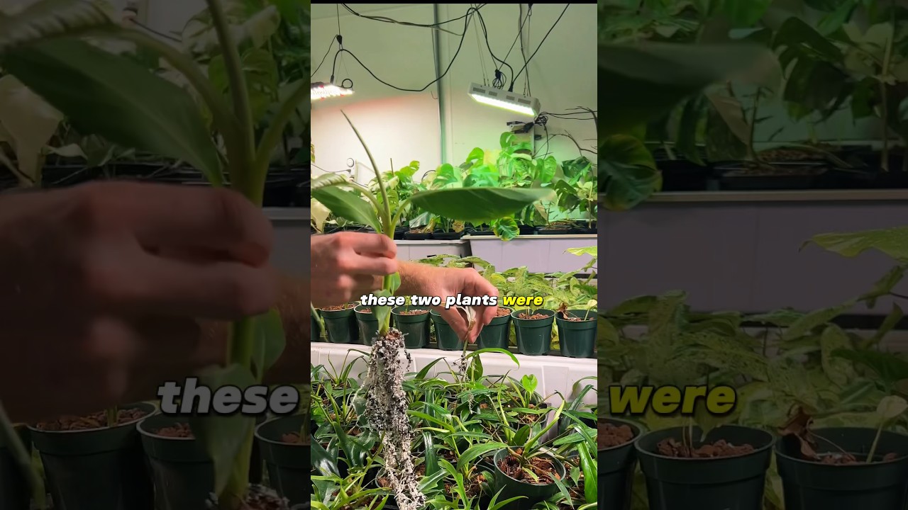Which Grows Faster? #rareplants #houseplants #plantparent