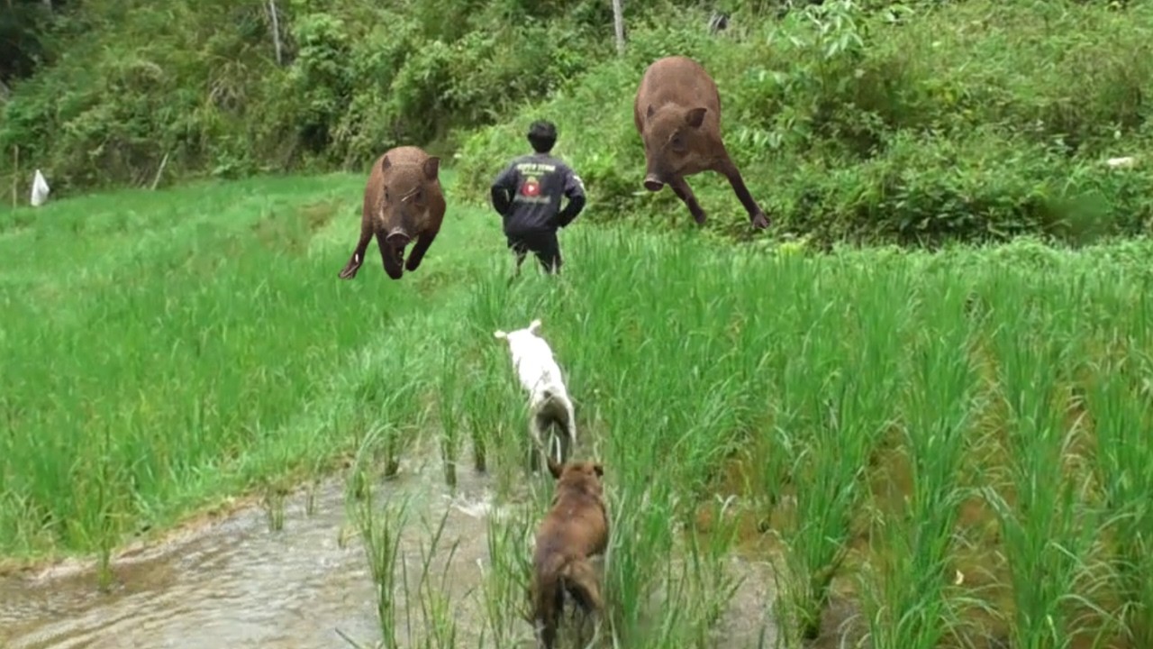 TIBA - TIBA HAMA BABI MUNCUL DARI DALAM SAWAH DI BURUAN KUBANG MEJA