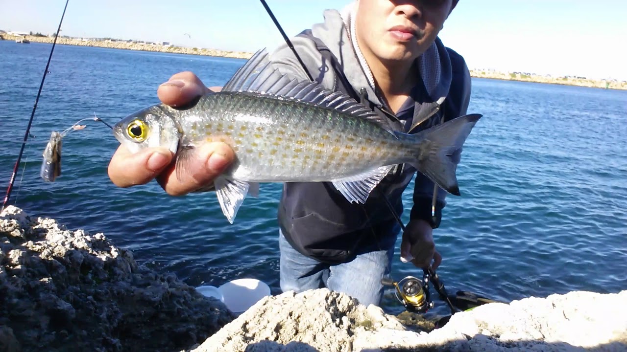 Australian Herring / Tommy ruff for live bait