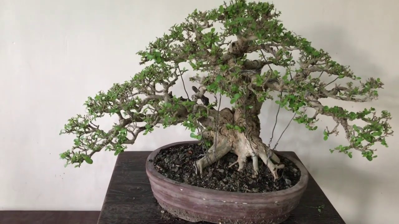 Basic Bonsai Lessons: Branch Ramification