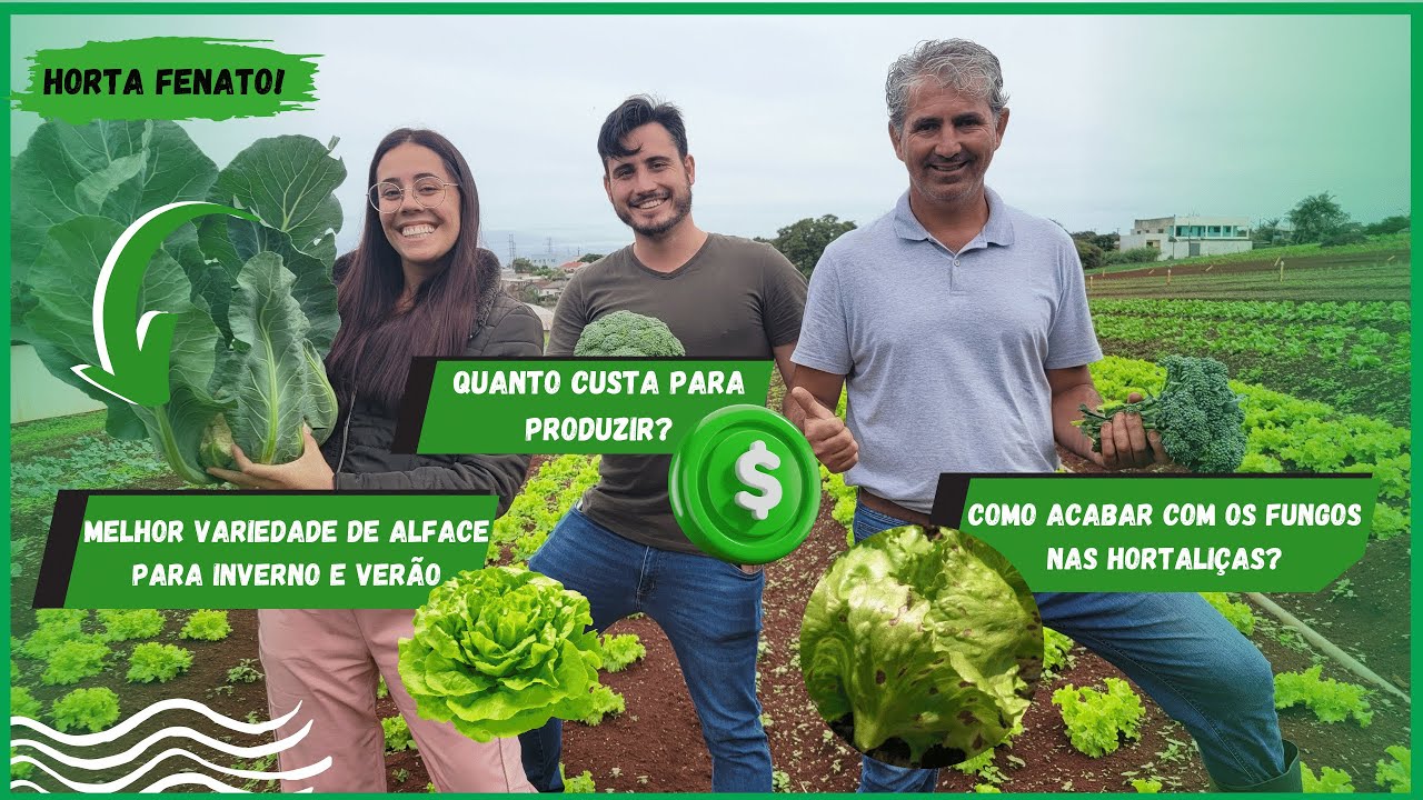 QUAL A MELHOR VARIEDADE DE ALFACE? RESPONDENDO PERGUNTAS JUNTO COM A @hortafenato