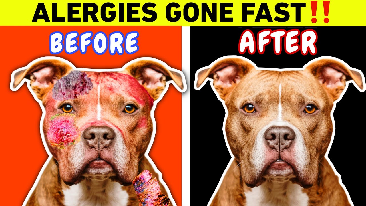 Dog Secrets for Dry Itchy Skin Revealed!