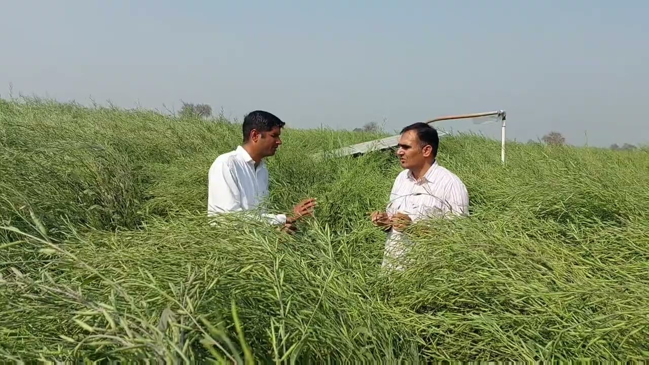 मेड विधि से सरसों की खेती Israel technology mustard farming
