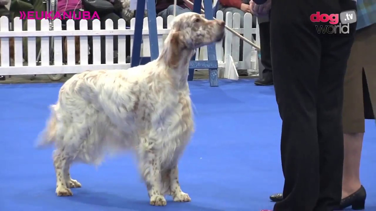 Manchester Dog Show 2017 - Gundog group FULL