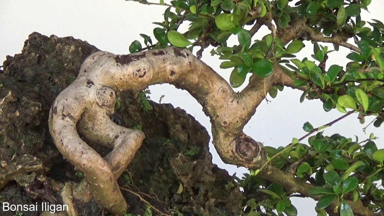 A Day in the Life of Bonsai Iligan: A Fukien Tea on Rock
