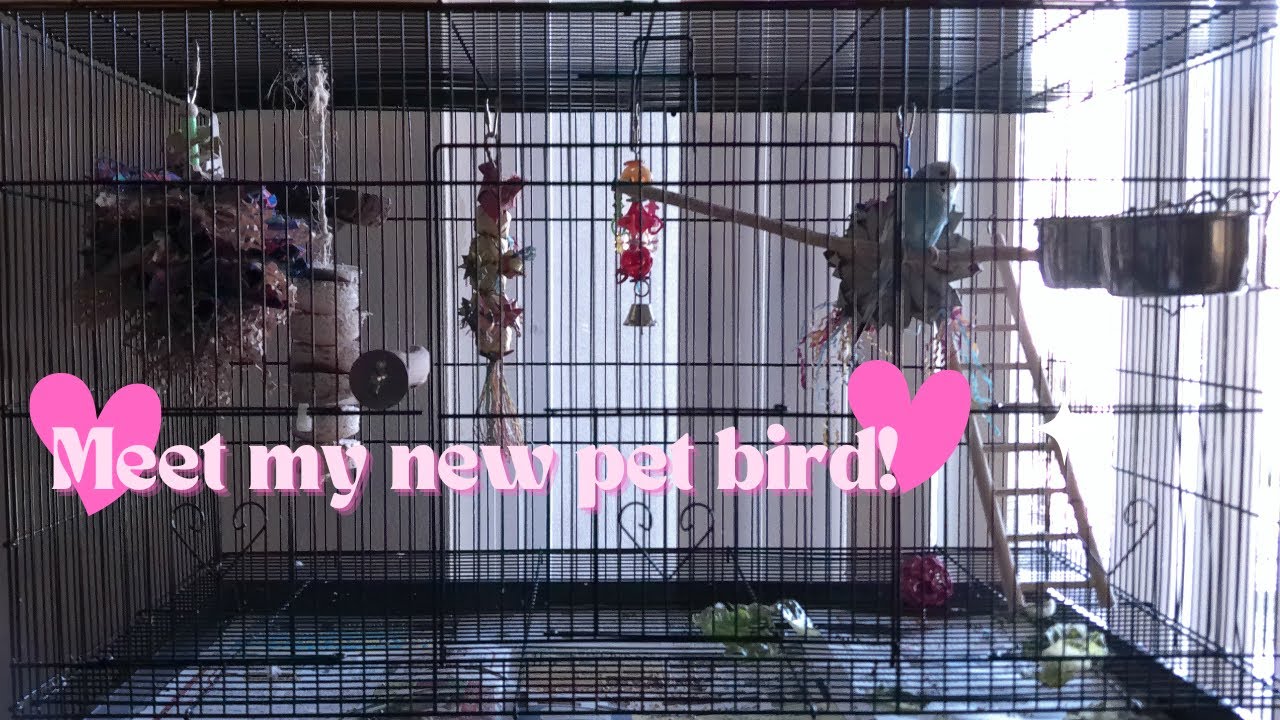 Getting my first pet bird⋆.ೃ࿔*:･