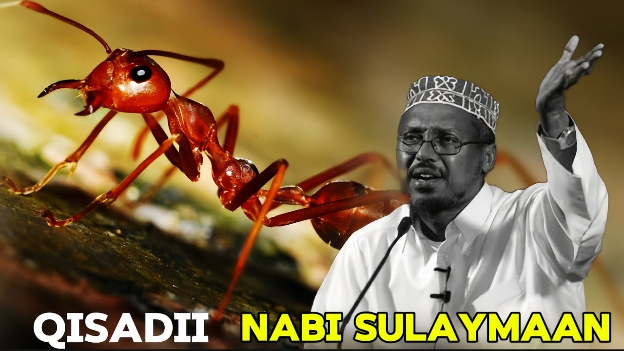 QISADII NABI SULAYMAAN || IYO MUCJISADA QURAANKA  HD
