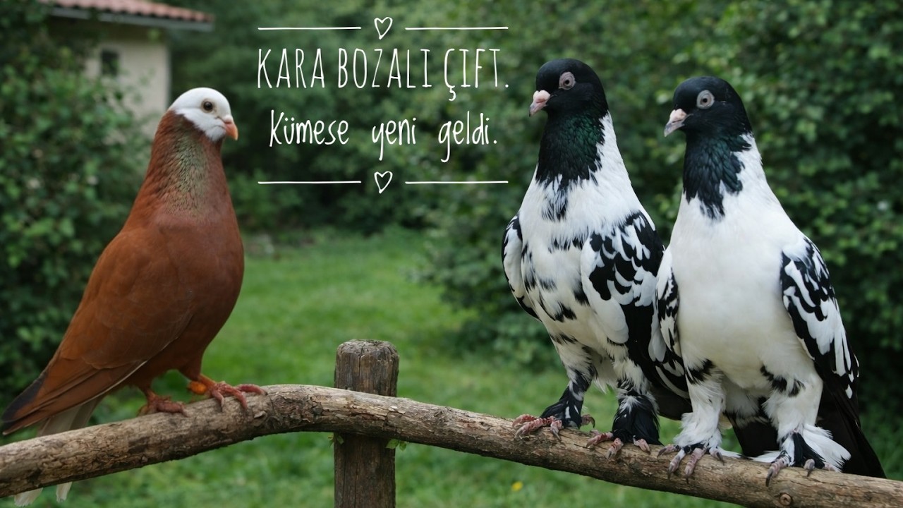 “Kümese Yeni Misafir! Kara Bozalı Kelebek Güvercin Çifti | Güneşli Mart Gününde Havalandırma”