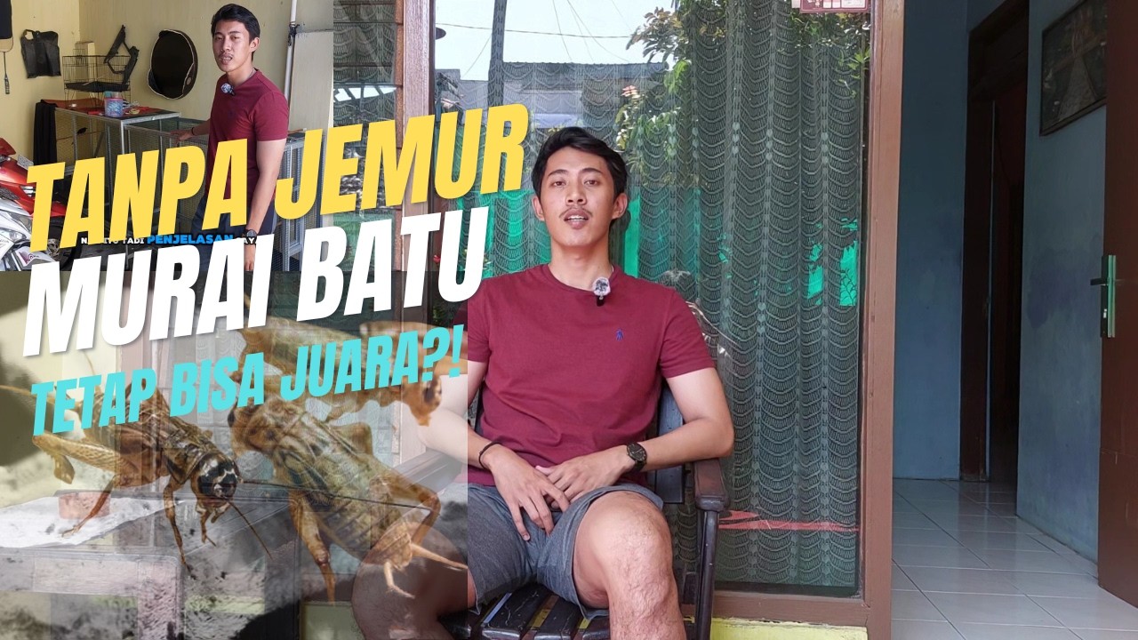 PERAWATAN MURAI BATU TANPA JEMUR