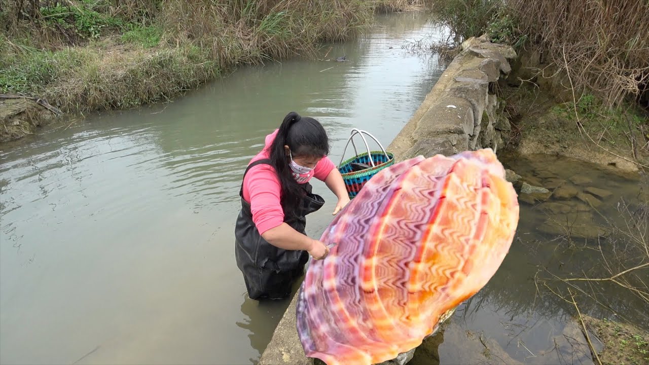 😲From Mud to Miracles: Teenager's Simple Find Turns into Giant Pearl-Filled Clam Discovery
