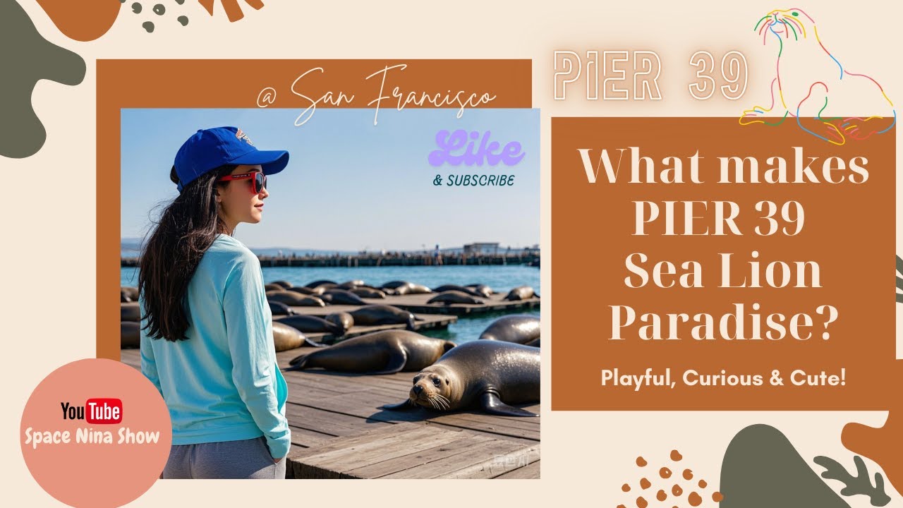What makes Pier 39 Sea Lion Paradise | How The Marine Mammal Center rescue injured sea lions