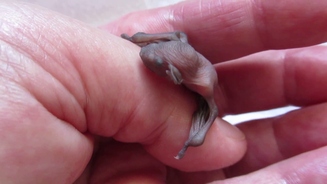 'Bee' the baby bat has the hiccups