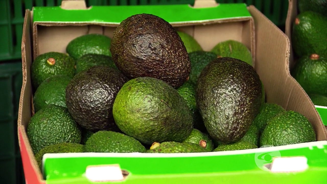 Proceso de materia seca en el aguacate hass
