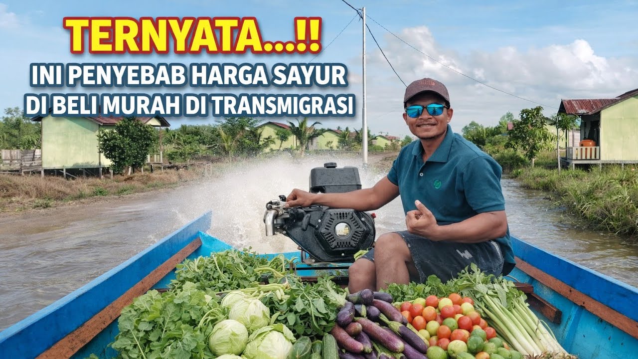 BEGINILAH CARA KAMI MENJUAL HASIL PANEN,PERTANIAN DI LOKASI TRANSMIGRASI 