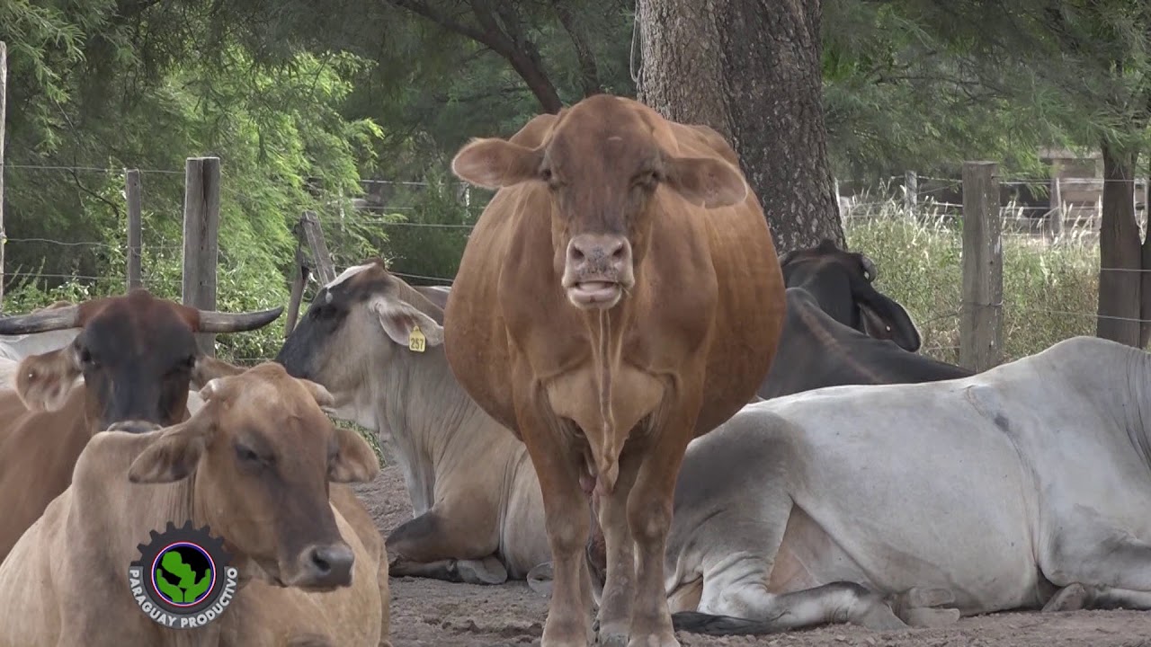 PARAGUAY PRODUCTIVO Estancia San Francisco parte 1