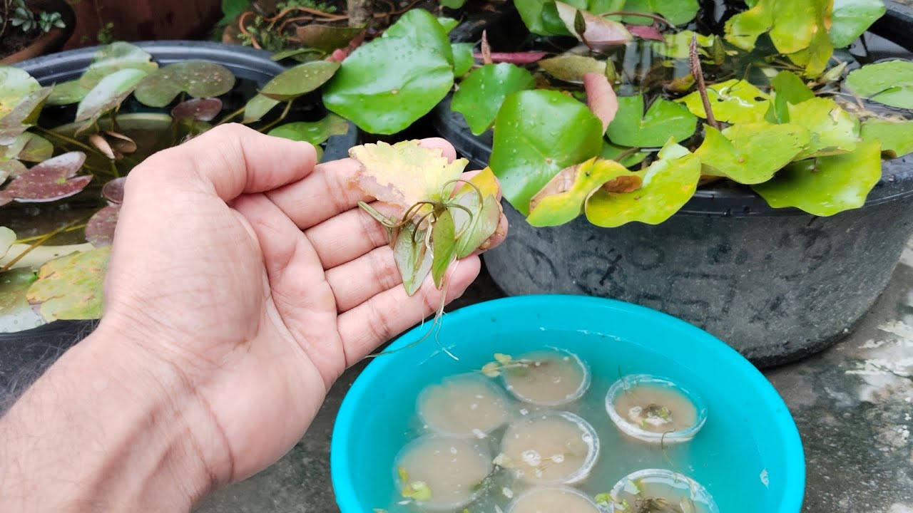 শাপলা/শালুক এর চারা গুলো বাঁচানোর প্রক্রিয়া