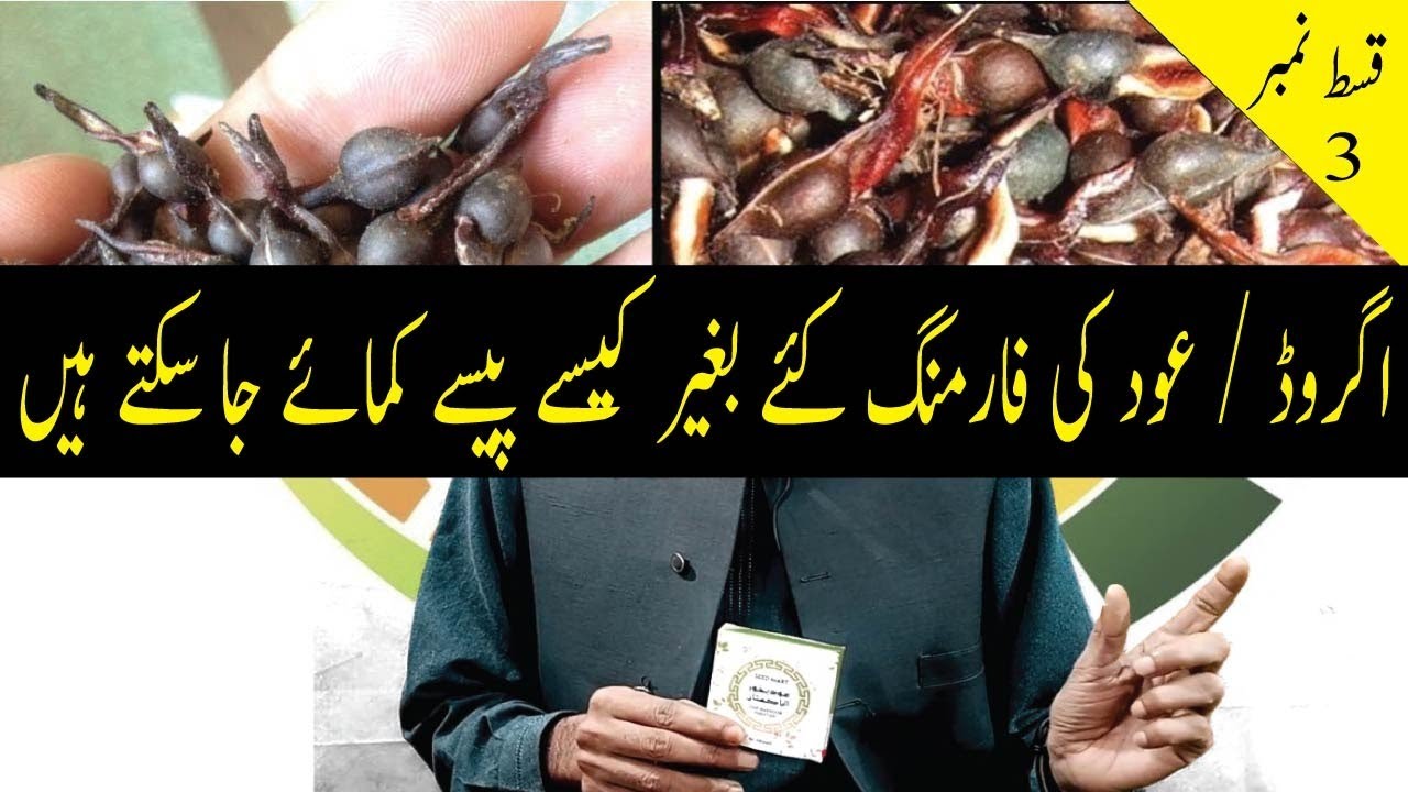 Agarwood Business In Pakistan || Oud Bakhoor || Oud Business || Agarwood Business | Javed Kamyana