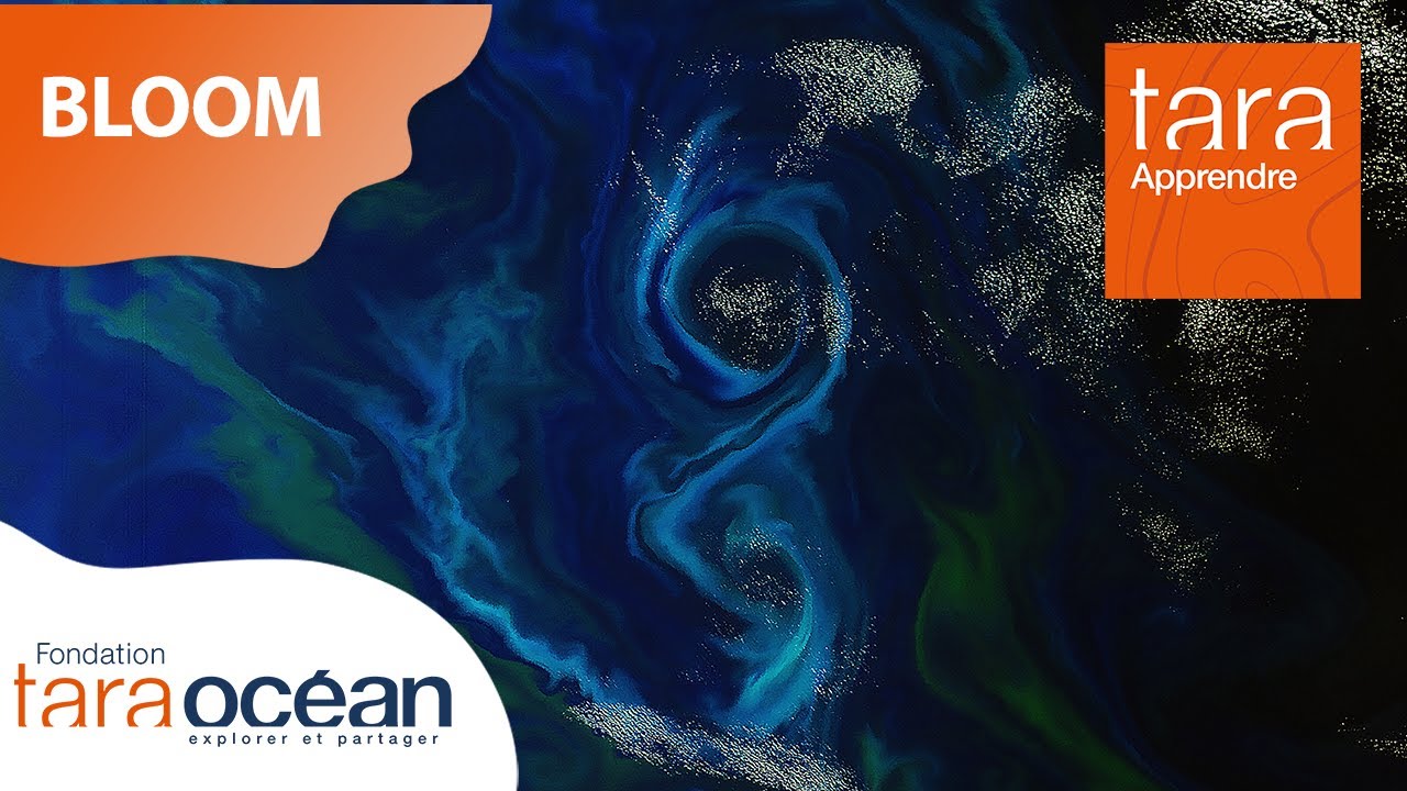 TarApprendre : Qu’est-ce qu’un bloom phytoplanctonique ?