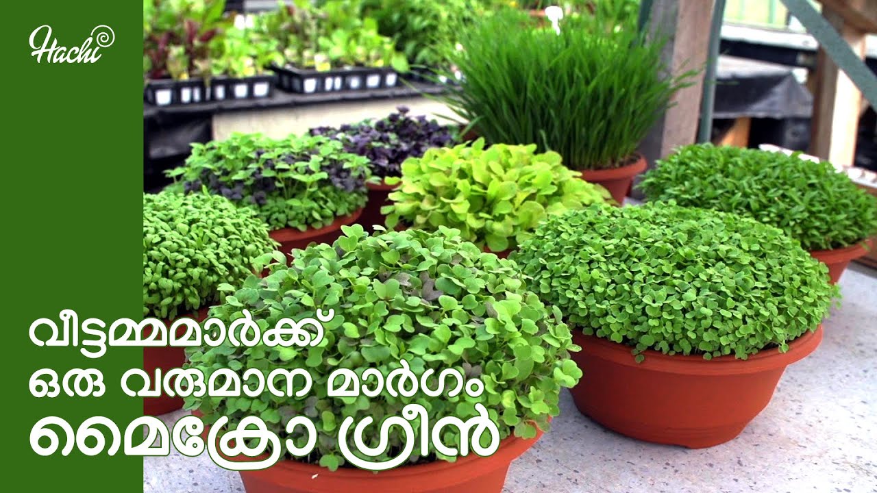 ഇനി എന്നും ഇലക്കറികൾ കഴിക്കാം | മൈക്രോഗ്രീൻ | Microgreen Malayalam