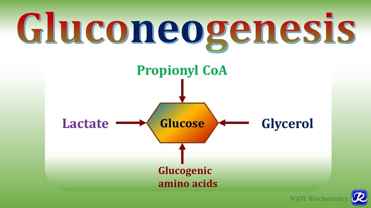15: Gluconeogenesis-1 | Carbohydrates Metabolism | Biochemistry |N'JOY Biochemistry