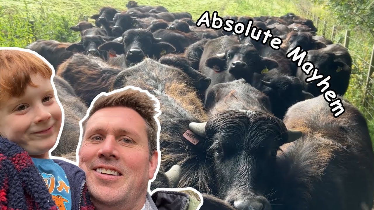Absolute MAYHEM !!