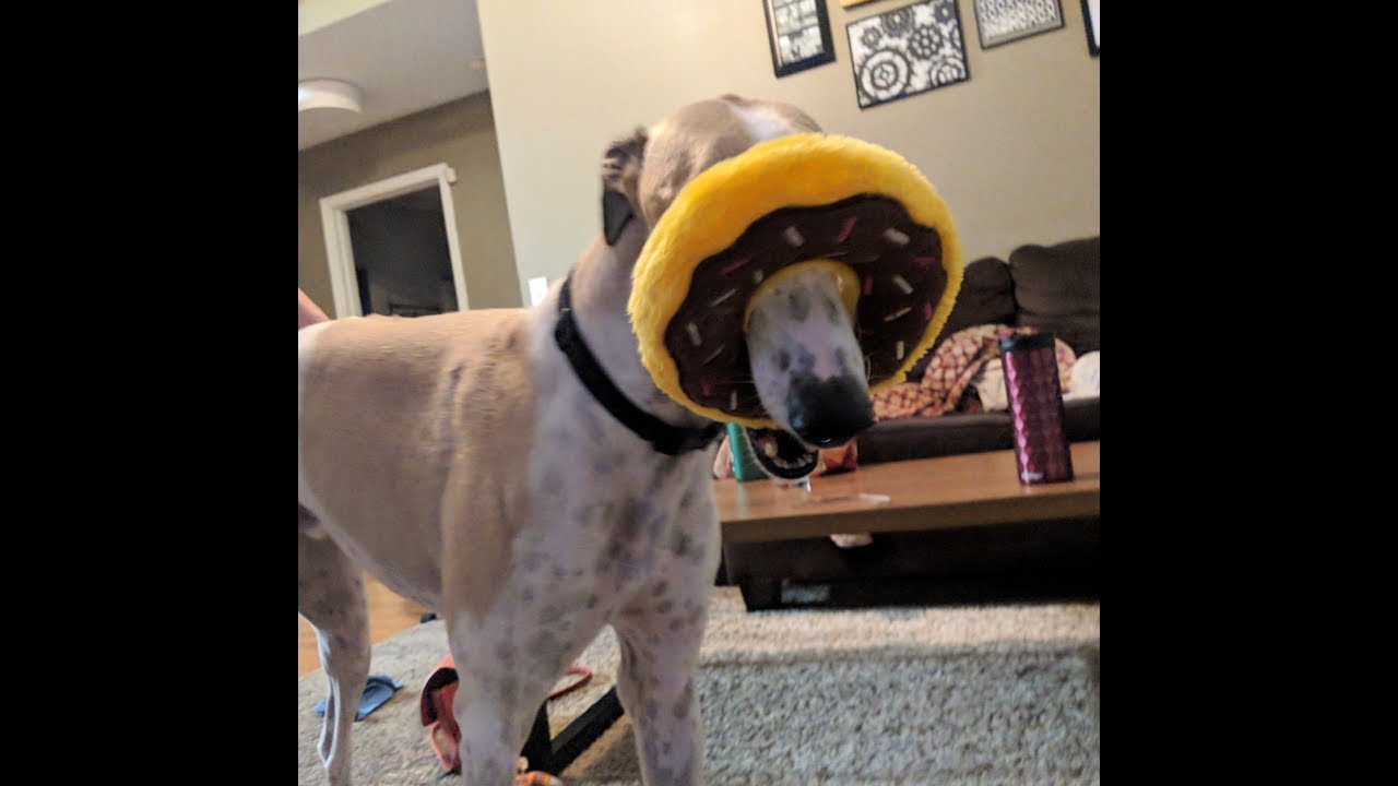 Barney the Greyhound doing Tricks