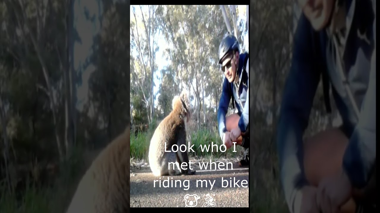 TEQWIN - Koala Bare   -  Look Who I met on My Bike Ride  ?   (2026)