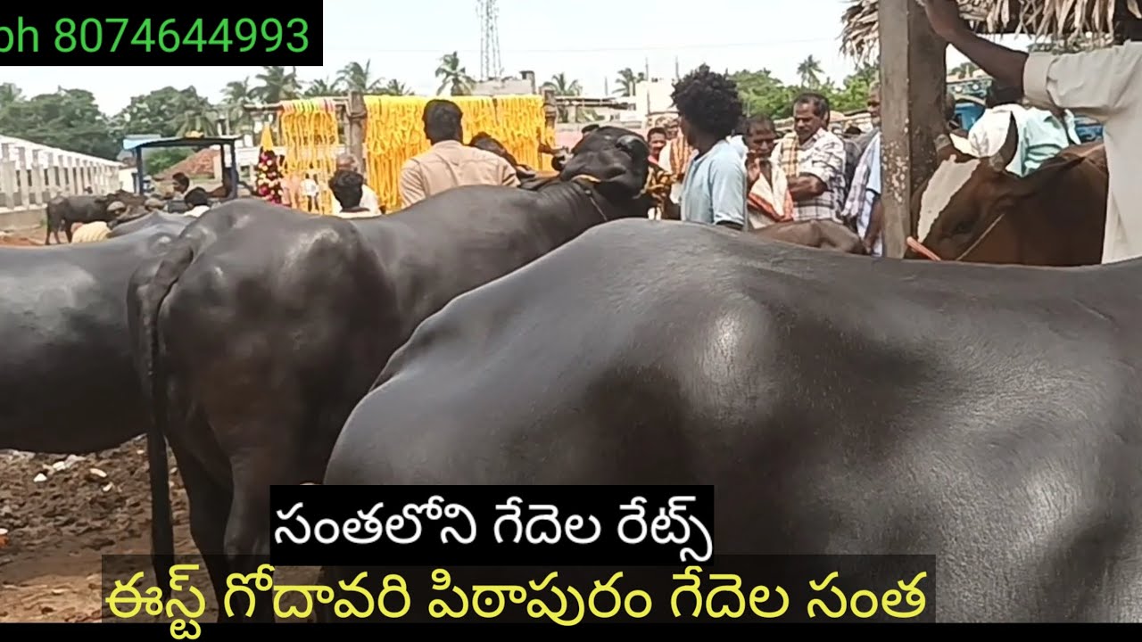 ఈస్ట్ గోదావరి పిఠాపురం గేదెల సంత | buffalo market pithapuram | Barrela market pithapuram | Gedulu