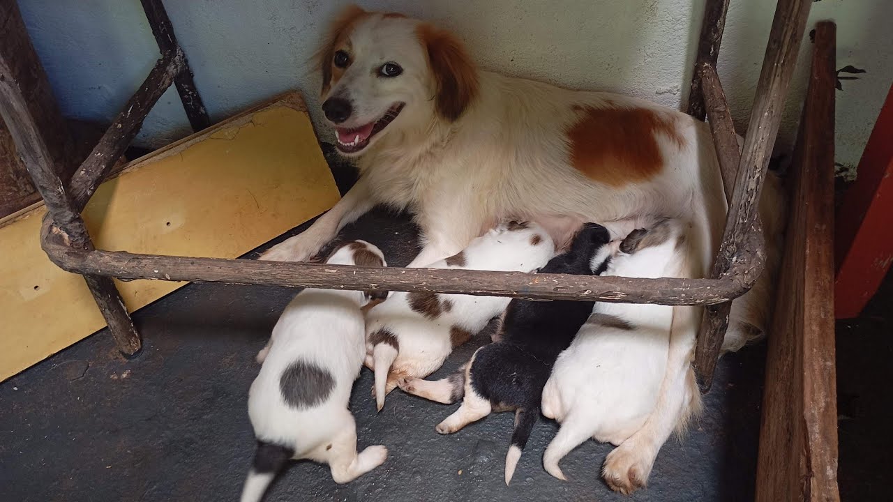 MINHA CACHORRA PRINCESA CRIOU..🥰🥰🥰