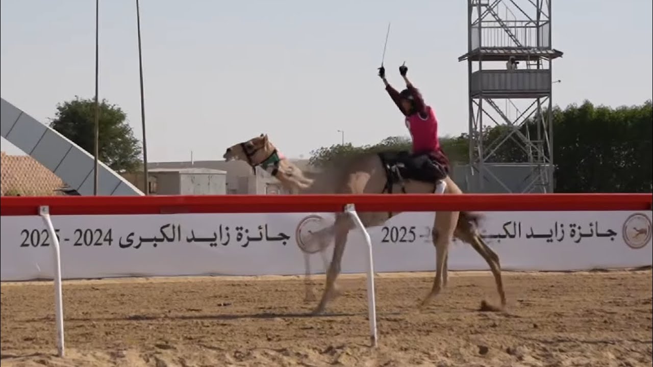 تغطية السباق التراثي - جائزة زايد الكبرى 25/11/2024