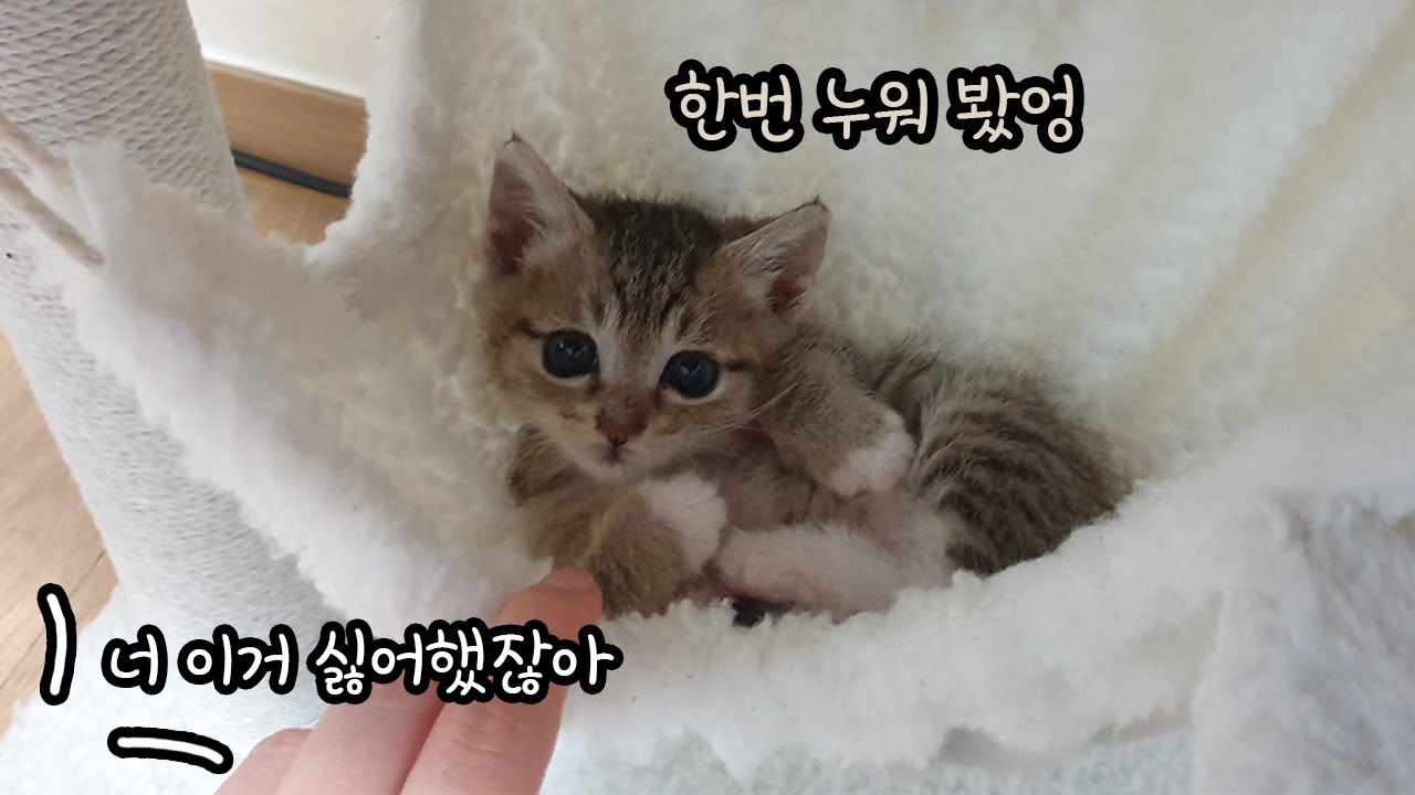 처음 캣타워를 선물 받은 아기 고양이 반응은?