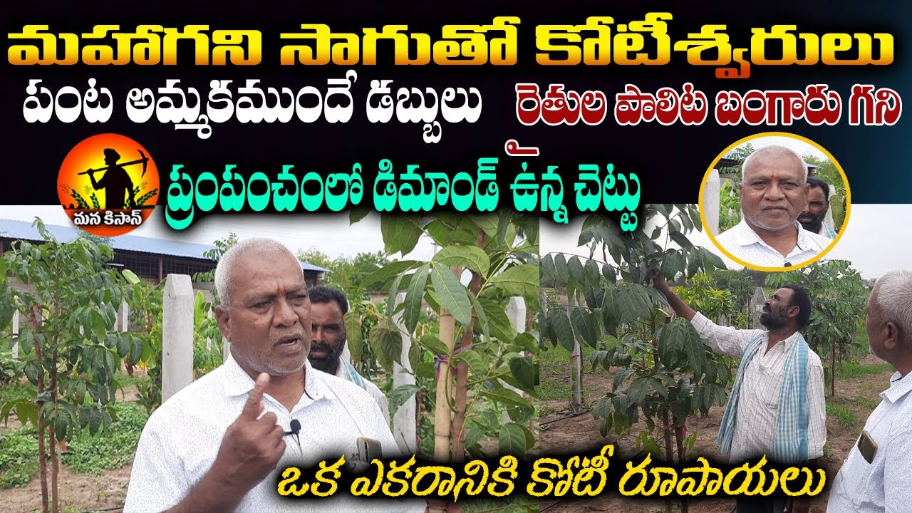Mahogani Sagu | Mahogani Plantation |Mahagani Farming | Mahogani Tree profits | Mana Kisan tv