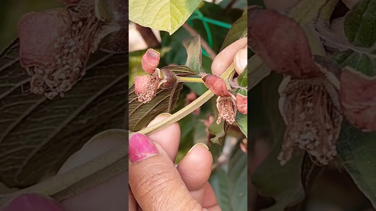 Baby Purple guava Fruit #nature #garden #villagerlifestyle #shortvideo #youtubeshorts