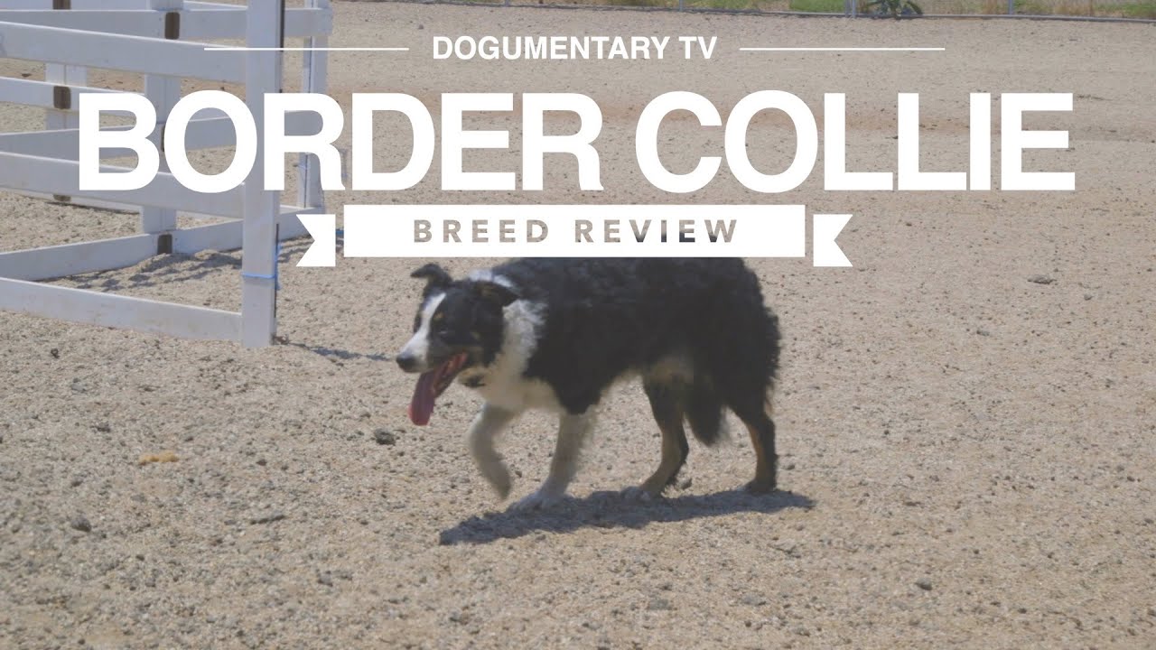 BORDER COLLIE BREED REVIEW