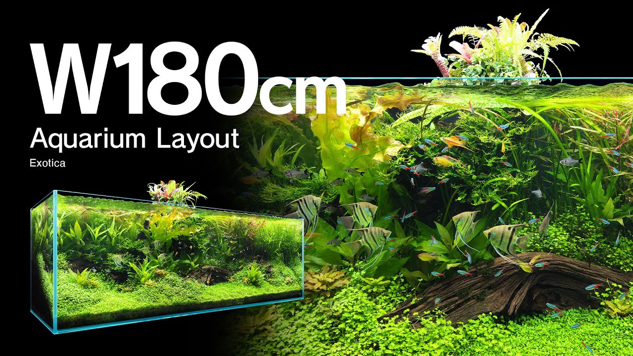 [ADAview] Exotica エキゾチカ -W180cm Aquarium Layout-【EN/JP Sub.】