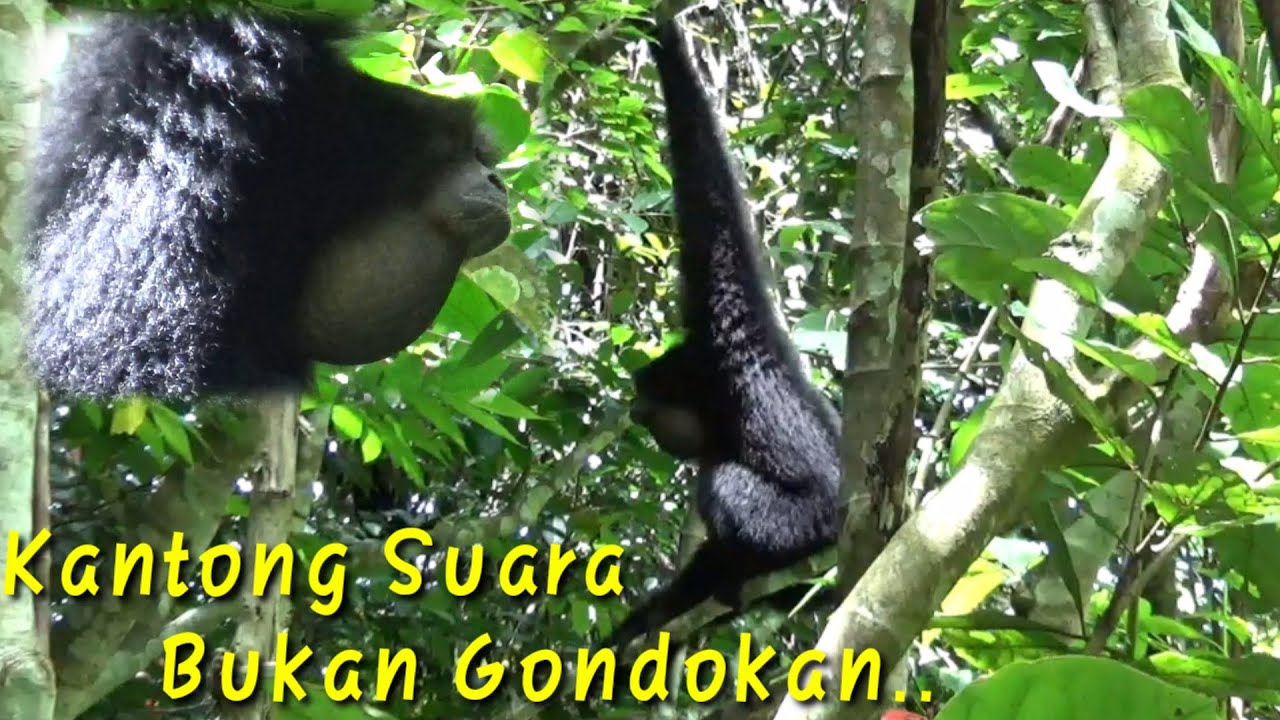 Suara siamang.