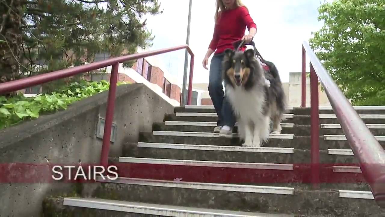 Collies for Mobility and Support Assistance