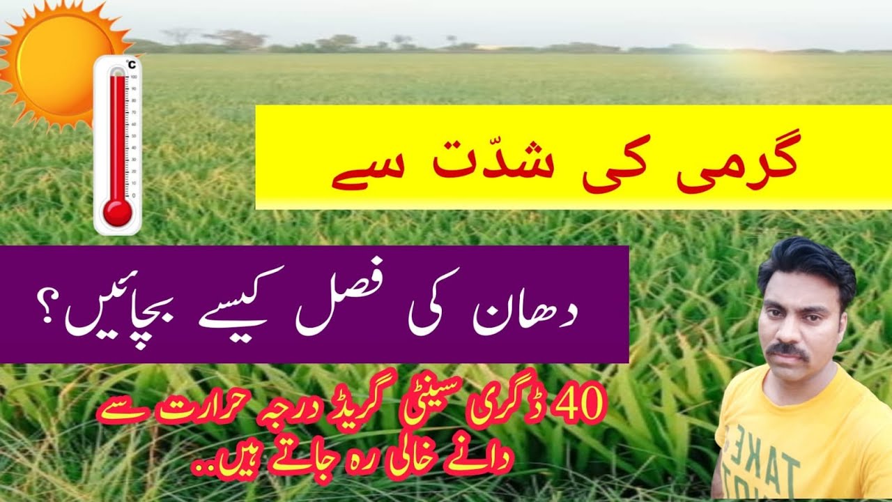 How to reduce heat stress on plants | Impact of high temperature on rice crop and its management