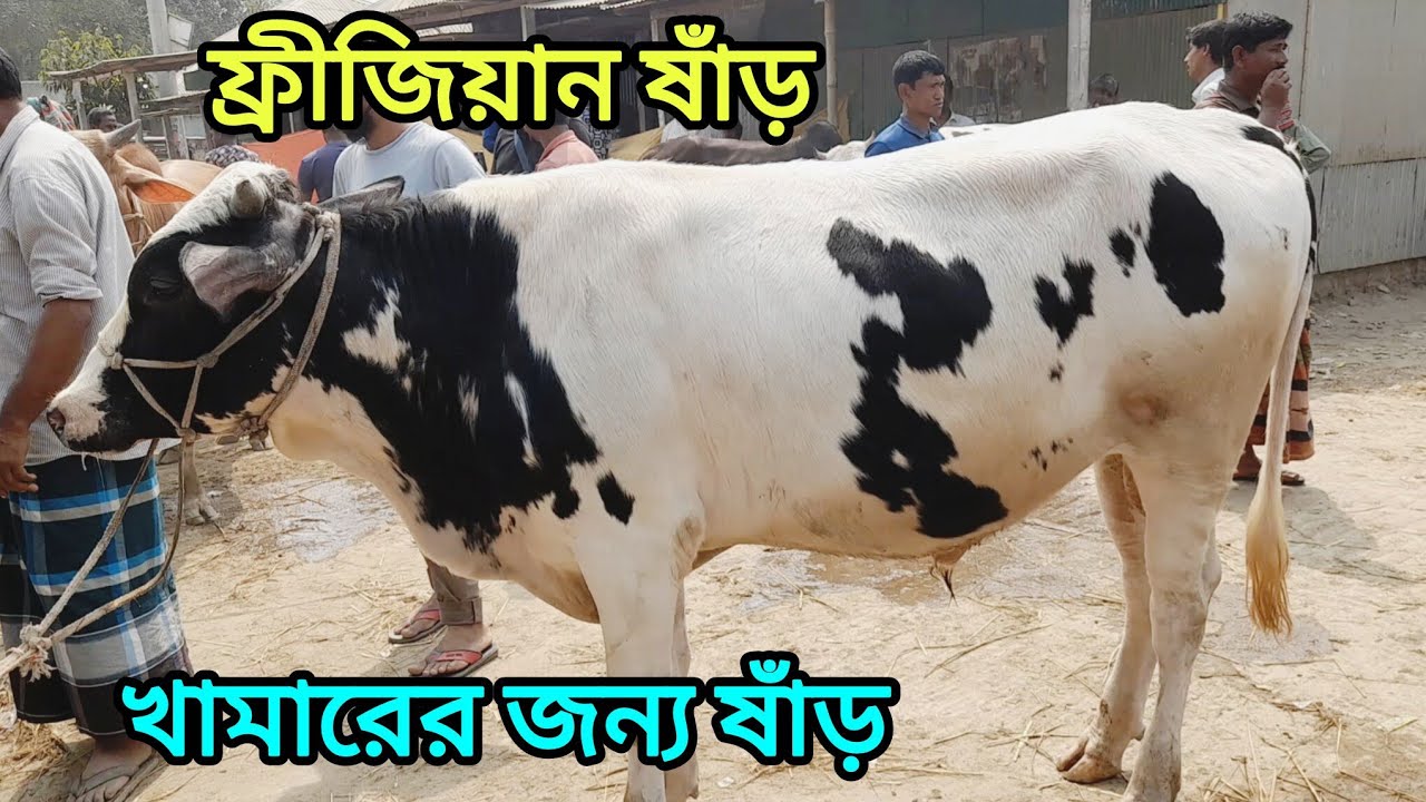 বসুনিয়া গরুর হাটে উন্নত মানের খামারের জন্য শাহীওয়াল ও ফ্রীজিয়ান ষাঁড় গরু। Cow Bajar । 
