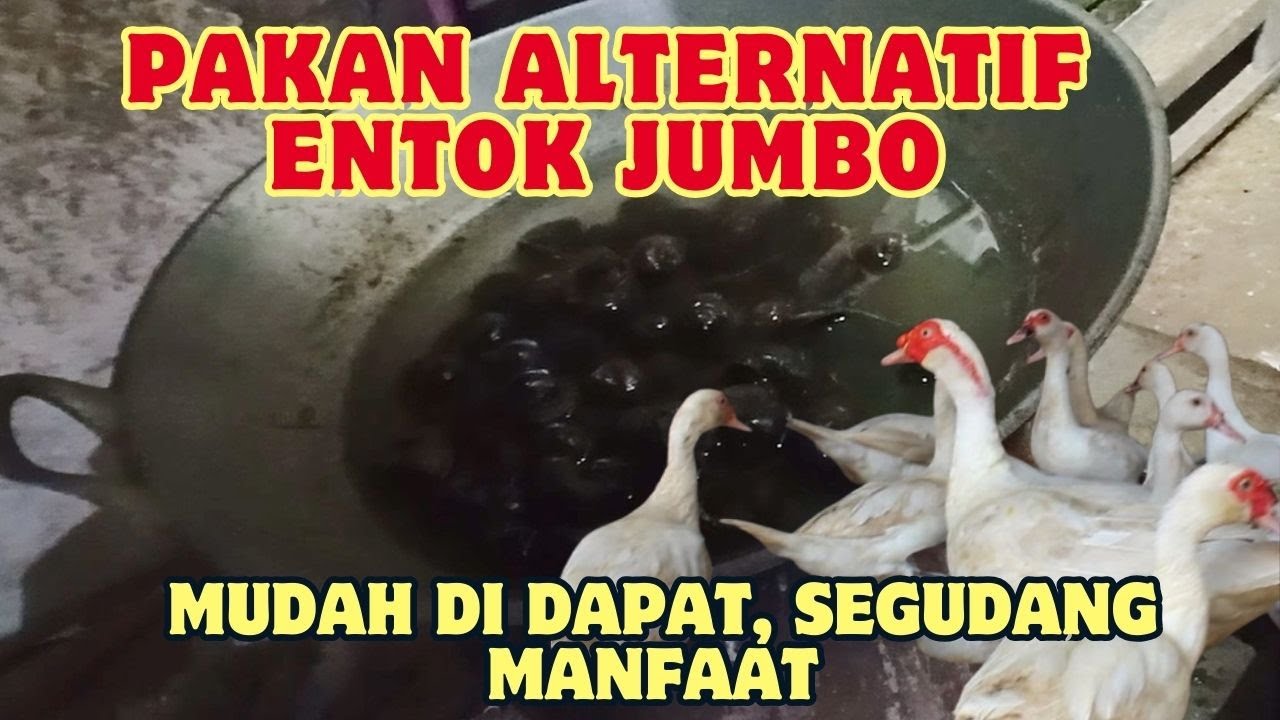 RAHASIA PAKAN ALAMI MUDAH DI DAPAT SEGUDANG MANFAAT