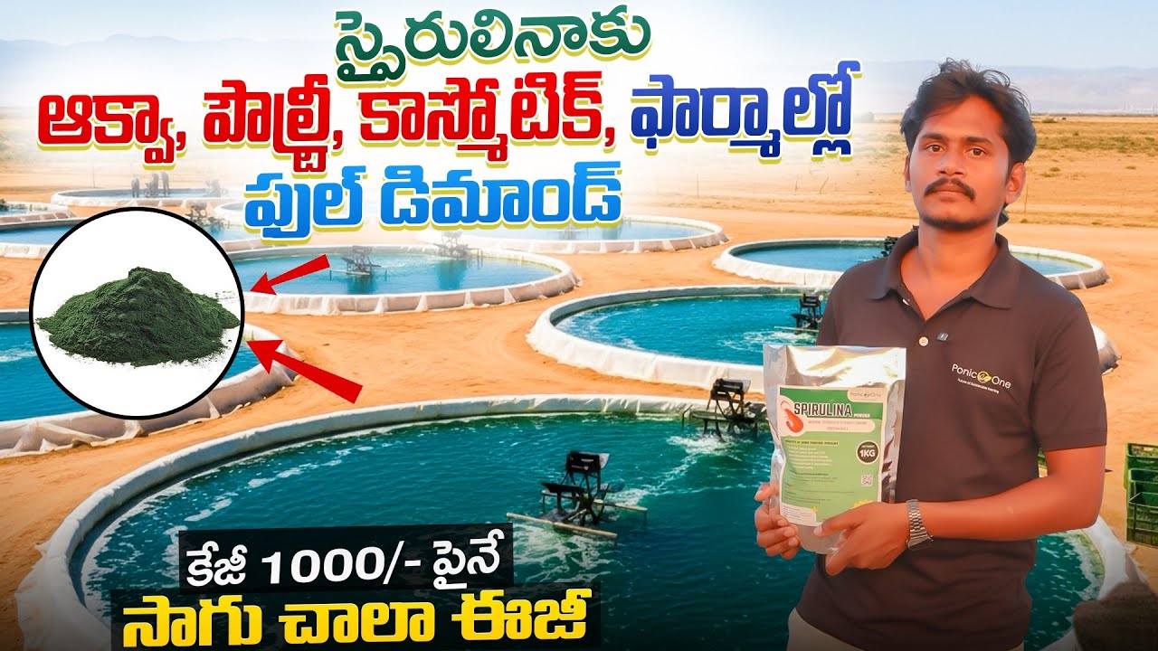 Spirulina farming and Profits | స్పైరులినాకు ఆక్వా, పౌల్ట్రీ, కాస్మోటిక్‌, ఫార్మాల్లో ఫుల్ డిమాండ్