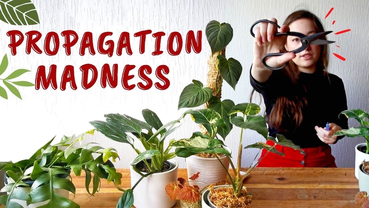 Propagation Madness 🙀 HOW TO CHOP & PROP Syngonium, Monstera, Begonia, Philodendron & more