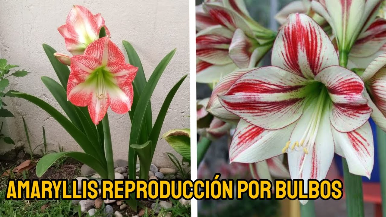 amaryllis reproducción por bulbillos o hijuelos