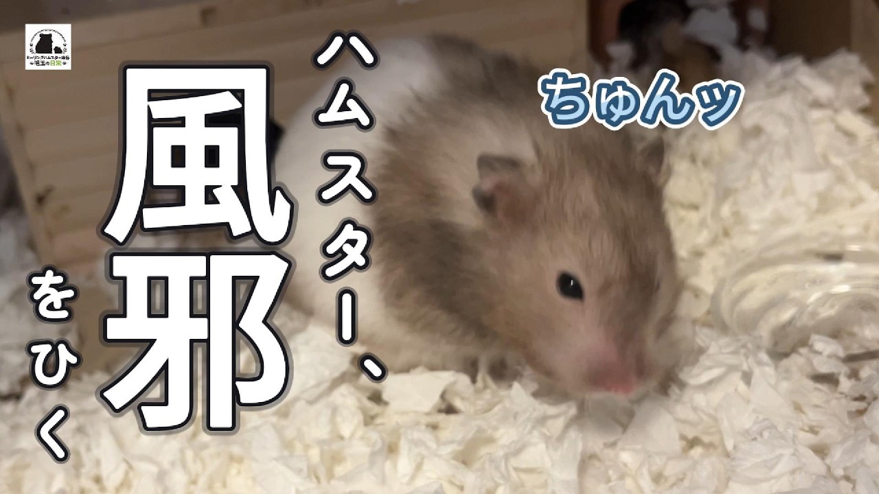 ハムスター、風邪をひく（咳？くしゃみ？※音声あり）#ハムスター #ハムスターのいる生活 #hamster #シリアンハムスター #pets #動物
